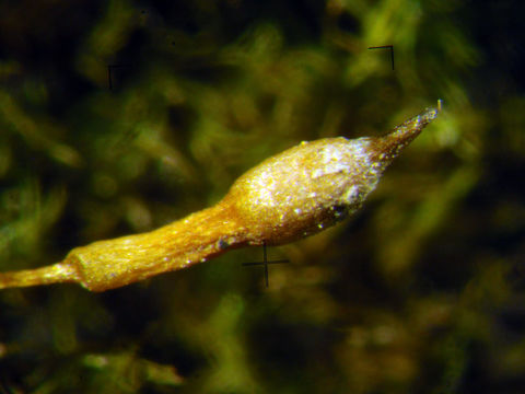 Image of Bolander's bruchia moss