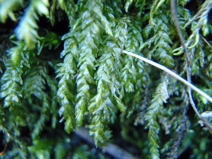 Image of Necker's thamnobryum moss