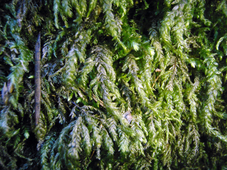 Image of Necker's thamnobryum moss