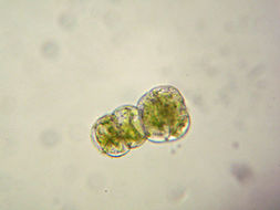 Image of Rivulariella gemmipara (A. Evans) D. H. Wagner