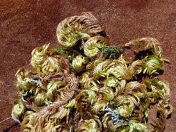 Image of <i>Homalothecium californicum</i>