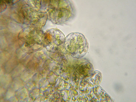 Image of Rivulariella gemmipara (A. Evans) D. H. Wagner