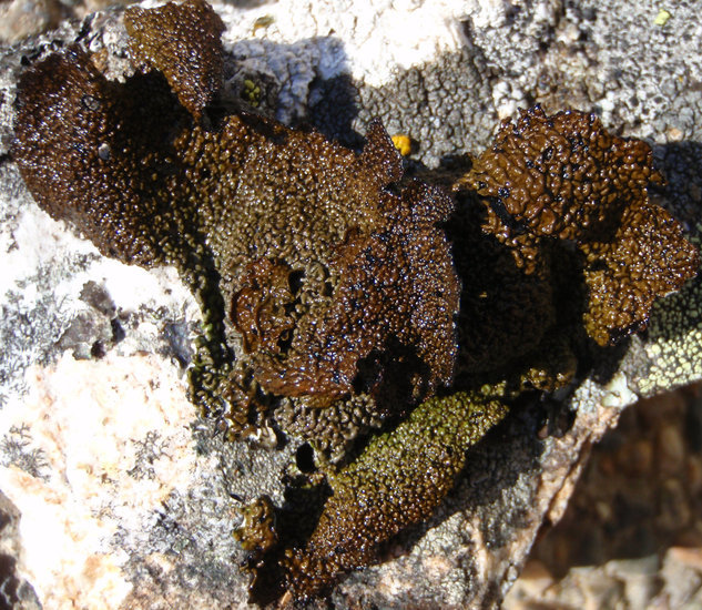 Image of Nylander's navel lichen