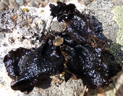 Image of Nylander's navel lichen