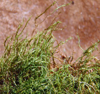 Image of ditrichum moss