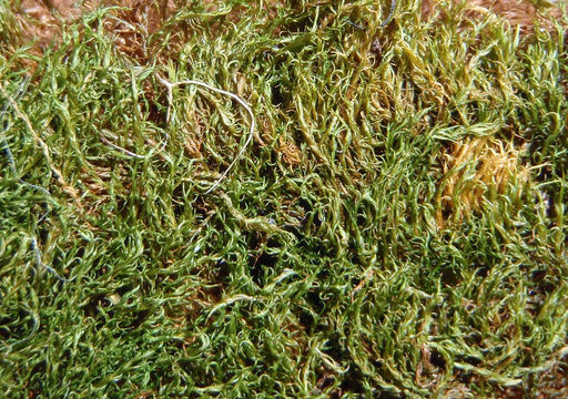 Image of ditrichum moss