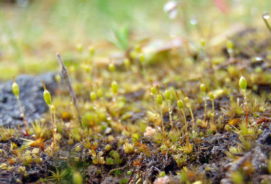 Image of California entosthodon moss