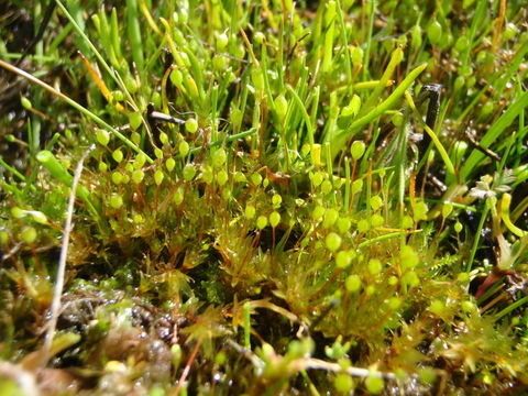 Image of California entosthodon moss