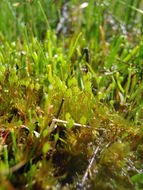 Image of California entosthodon moss