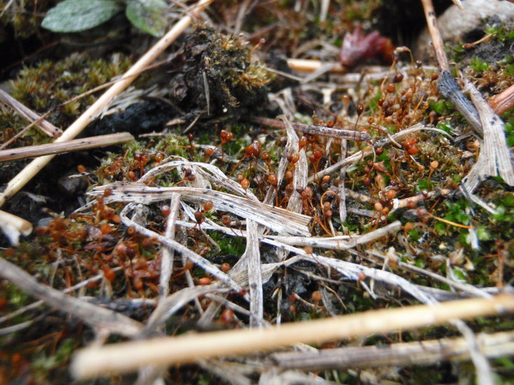 Image of entosthodon moss