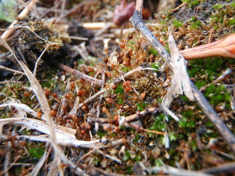 Image of entosthodon moss