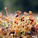 Image of entosthodon moss