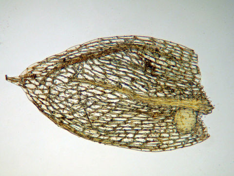 Image of <i>Gemmabryum gemmilucens</i>