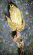 Image of <i>Gemmabryum gemmilucens</i>