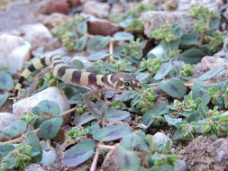 Image of Texas Banded Gecko
