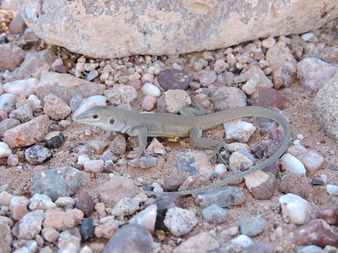 Image of Marbled Whiptail