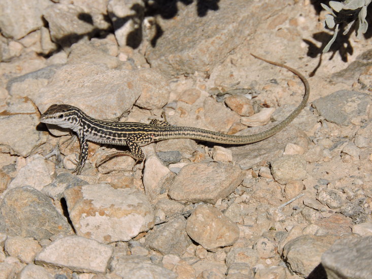 Image of Gray Checkered Whiptail