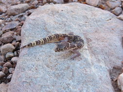Image of Texas Banded Gecko