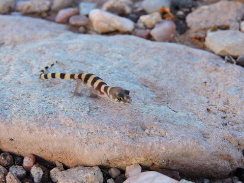 Image of Texas Banded Gecko