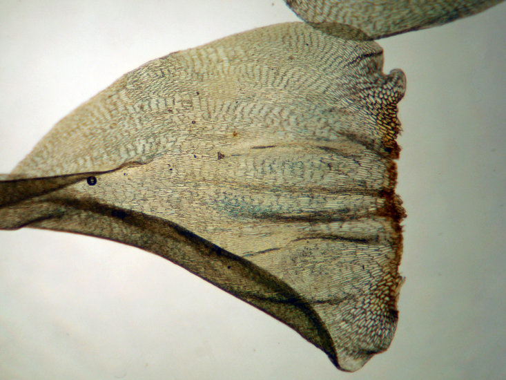 صورة <i>Rhytidiadelphus subpinnatus</i>