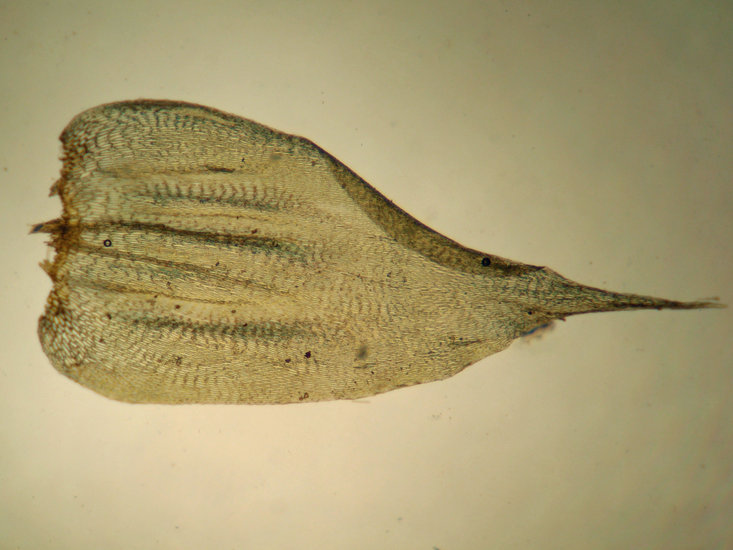 Image of <i>Rhytidiadelphus subpinnatus</i>