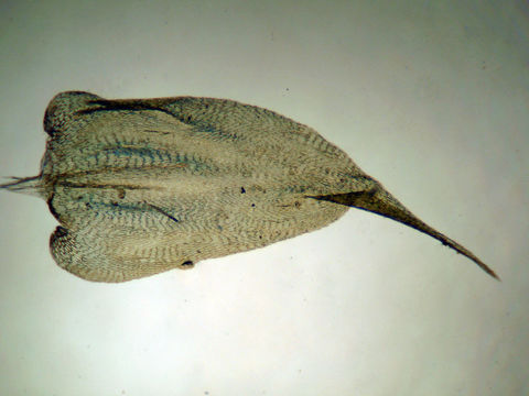 Image de <i>Rhytidiadelphus subpinnatus</i>