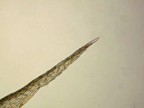 Image de <i>Rhytidiadelphus subpinnatus</i>