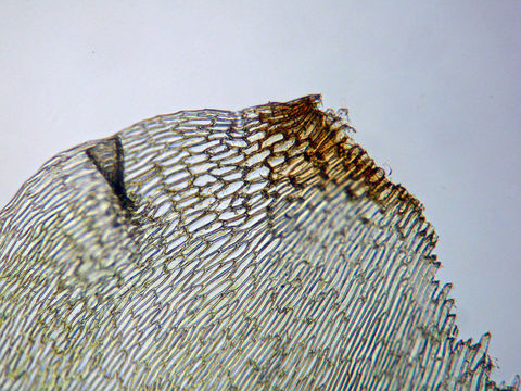 Image de <i>Rhytidiadelphus subpinnatus</i>