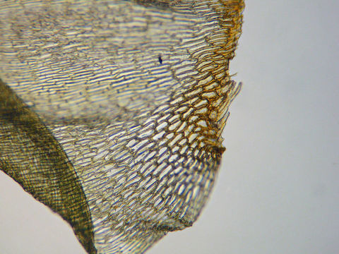 Image de <i>Rhytidiadelphus subpinnatus</i>