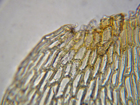 Image de <i>Rhytidiadelphus subpinnatus</i>