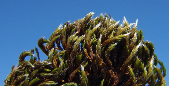 Image of schistidium moss