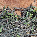 Image of Siskiyou splashzone moss