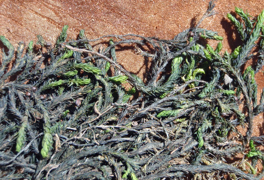 Image of Siskiyou splashzone moss