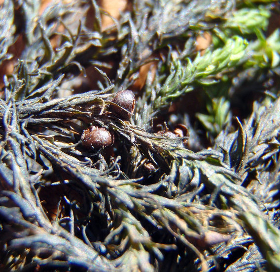 Image of Siskiyou splashzone moss