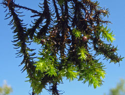 Image of Siskiyou splashzone moss