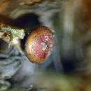 Image of Siskiyou splashzone moss