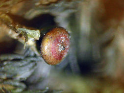 Image of Siskiyou splashzone moss