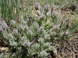 Image of splithair Indian paintbrush