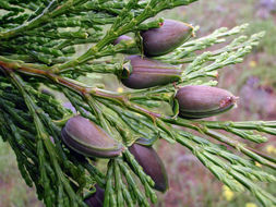 Image de calocèdre à encens