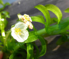 Plancia ëd Elodea canadensis Michx.