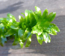 Image of American Pondweed