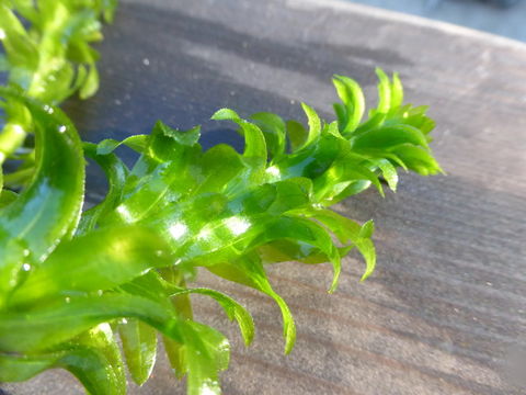 Plancia ëd Elodea canadensis Michx.