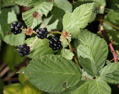 Image of Himalayan blackberry