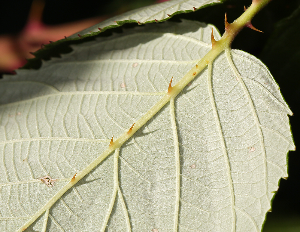 Image of Himalayan blackberry