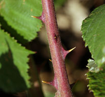 Image of Himalayan blackberry