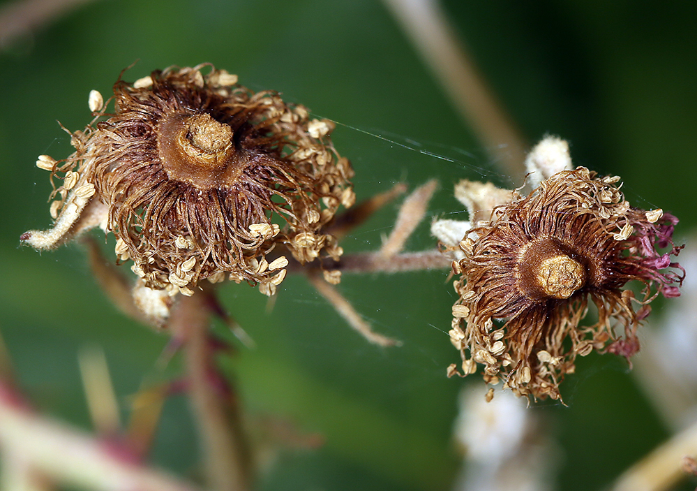 Image of Himalayan blackberry