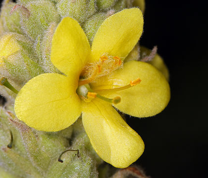 Image of Great Mullein