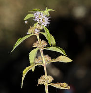 Image of wild mint