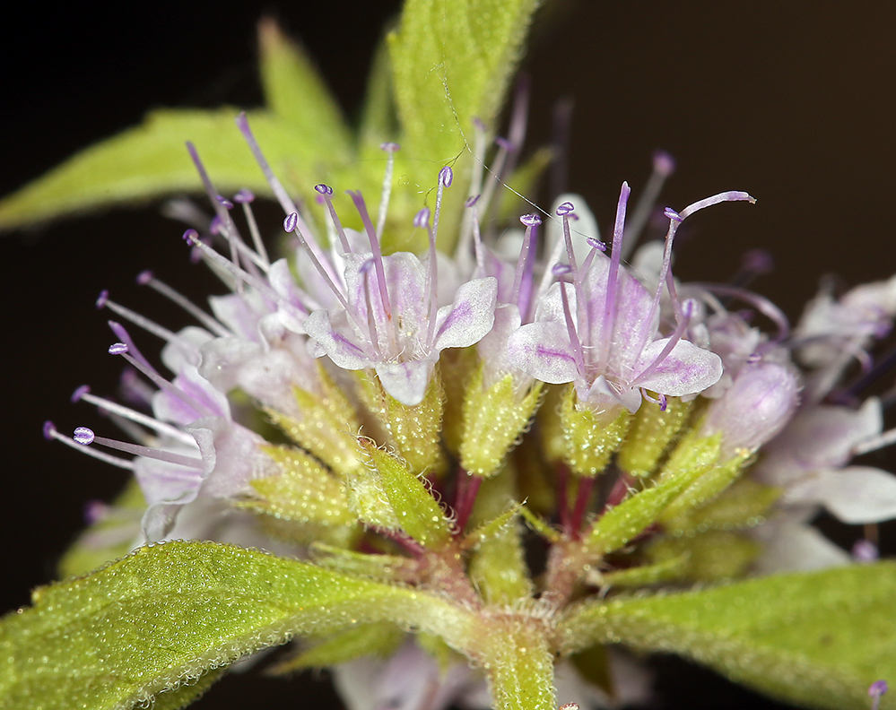 Image of wild mint