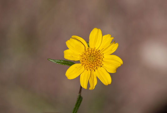 صورة Heliomeris longifolia Cockerell